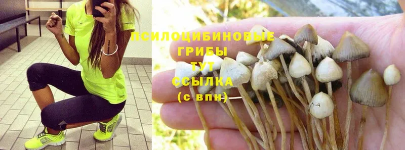 купить наркотик  mega вход  Псилоцибиновые грибы Psilocybe  Фёдоровский 